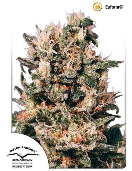 DUTCH PASSION - Euforia - 1