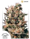 DUTCH PASSION - Euforia - 1