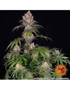 Barney's Farm - Ice Cream Cake - 1 2