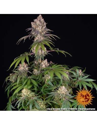 Barney's Farm - Ice Cream Cake - 2