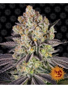 Barney's Farm - Runtz - 1
