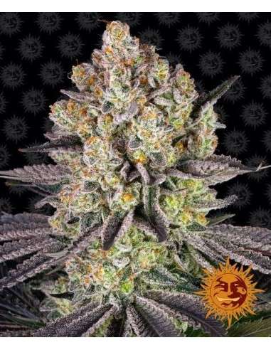 Barney's Farm - Runtz - 1