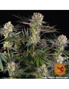 Barney's Farm - Runtz - 1 2