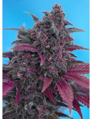 Sweet Seeds - Dark Devil Auto - 1
