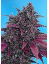 Sweet Seeds - Dark Devil Auto - 1
