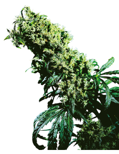 SENSI SEEDS - Northern Lights 5 x Haze - 1