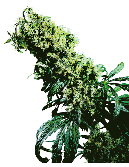 SENSI SEEDS - Northern Lights 5 x Haze - 1