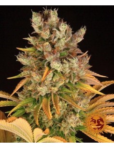 Barney's Farm - GMO - 1