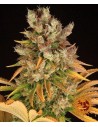 Barney's Farm - GMO - 1