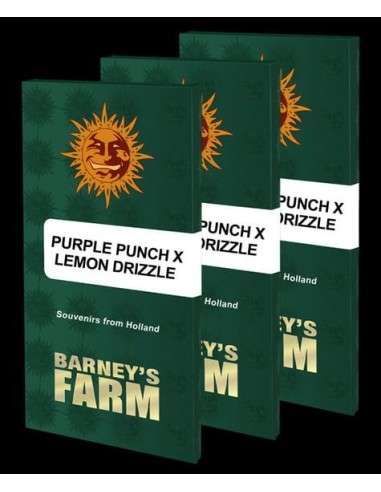 Barney's Farm - Purple Punch x Lemon Drizzle - 1