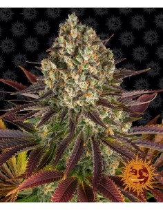 Barney's Farm - Biscotti - 1