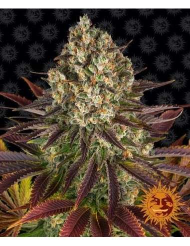Barney's Farm - Biscotti - 1