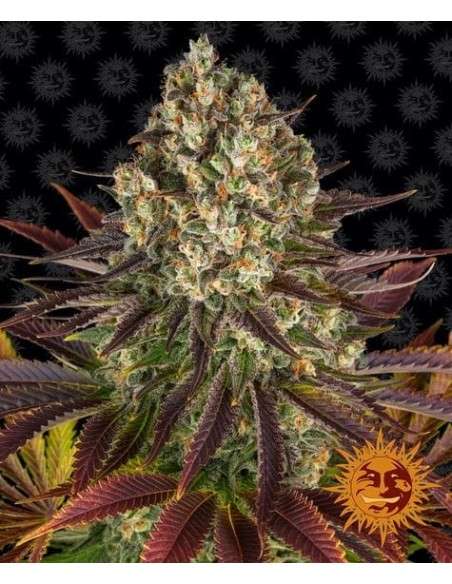 Barney's Farm - Biscotti - 1