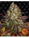 Barney's Farm - Biscotti - 1