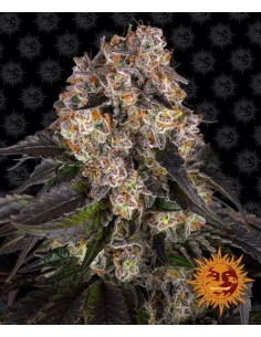 Barney's Farm - Girl Scout Cookies - 1