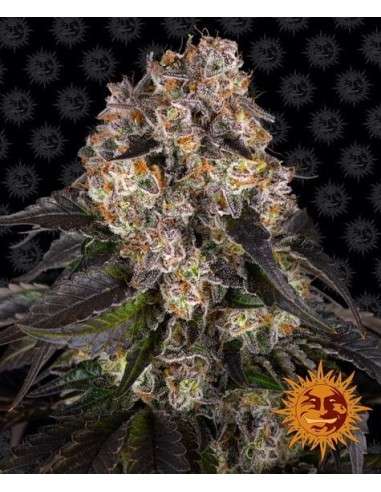 Barney's Farm - Girl Scout Cookies - 1