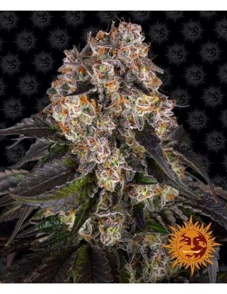 Barney's Farm - Girl Scout Cookies - 1
