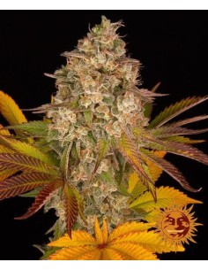 Barney's Farm - Cookies Kush Auto - 1