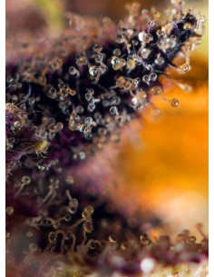 Sweet Seeds - Dark Devil Auto - 1 2