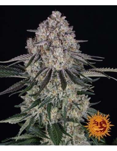 Barney's Farm - Sour Diesel Auto - 1