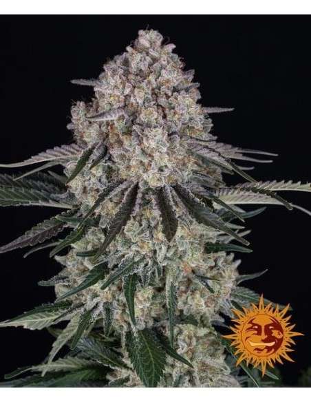 Barney's Farm - Sour Diesel Auto - 1