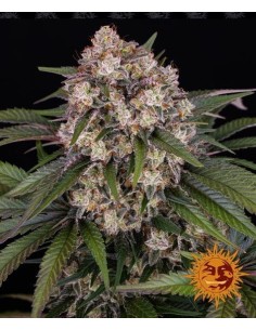 Barney's Farm - OG Kush Auto - 1