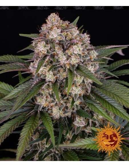 Barney's Farm - OG Kush Auto - 1