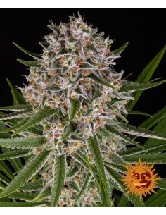 Barney's Farm - Lemon Haze Auto - 1