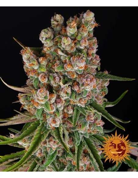 Barney's Farm - GMO Auto - 1