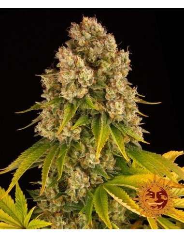 Barney's Farm - Cheese Auto - 1