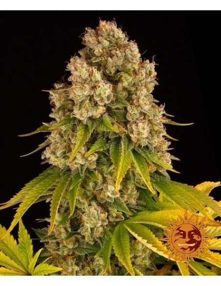 Barney's Farm - Cheese Auto - 1
