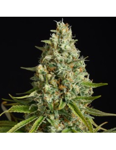 Silent Seeds - Amnesia Lemon - 1