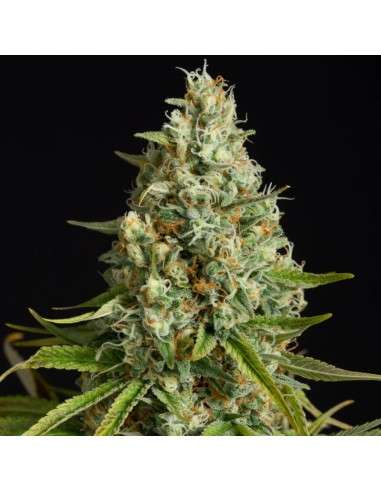 Silent Seeds - Amnesia Lemon - 1