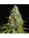 Silent Seeds - Amnesia Lemon - 1