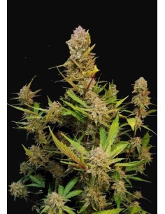 FastBuds - Apricot Auto - 1