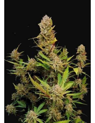 FastBuds - Apricot Auto - 1