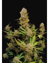 FastBuds - Apricot Auto - 1