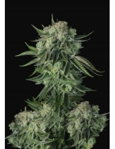FastBuds - Moby Dick Auto - 1