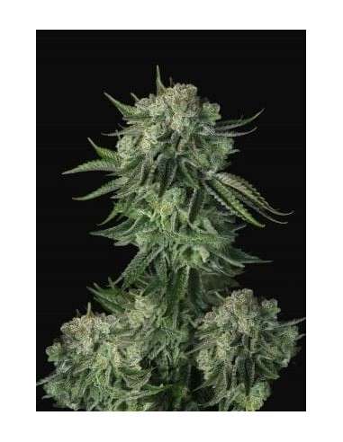 FastBuds - Moby Dick Auto - 1