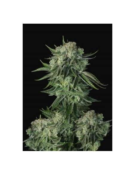 FastBuds - Moby Dick Auto - 1