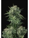 FastBuds - Moby Dick Auto - 1
