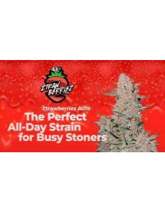 FastBuds - Ztrawberriez Auto - 1