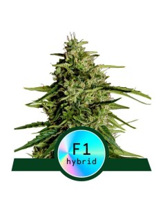 Royal Queen Seeds - Milky Way F1 Auto - 1