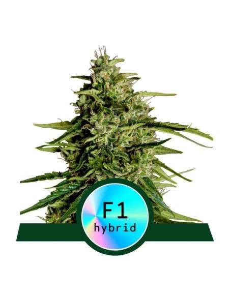 Royal Queen Seeds - Milky Way F1 Auto - 1