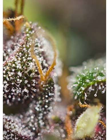 Sweet Seeds - Dark Devil Auto - 3