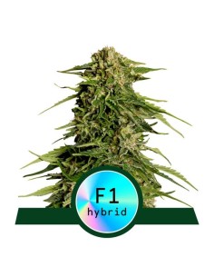 Royal Queen Seeds - Epsilon F1 Auto - 1