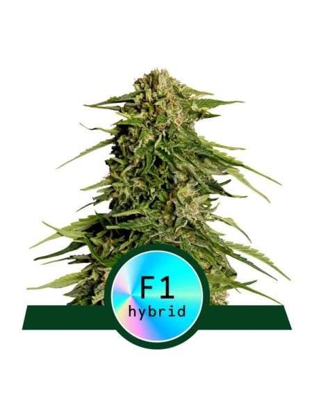 Royal Queen Seeds - Epsilon F1 Auto - 1