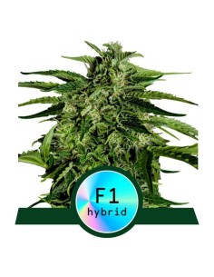 Royal Queen Seeds - Apollo F1 Auto - 1
