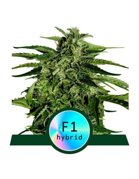Royal Queen Seeds - Apollo F1 Auto - 1