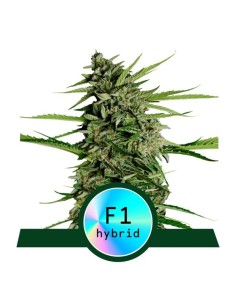 Royal Queen Seeds - Orion F1 Auto - 1
